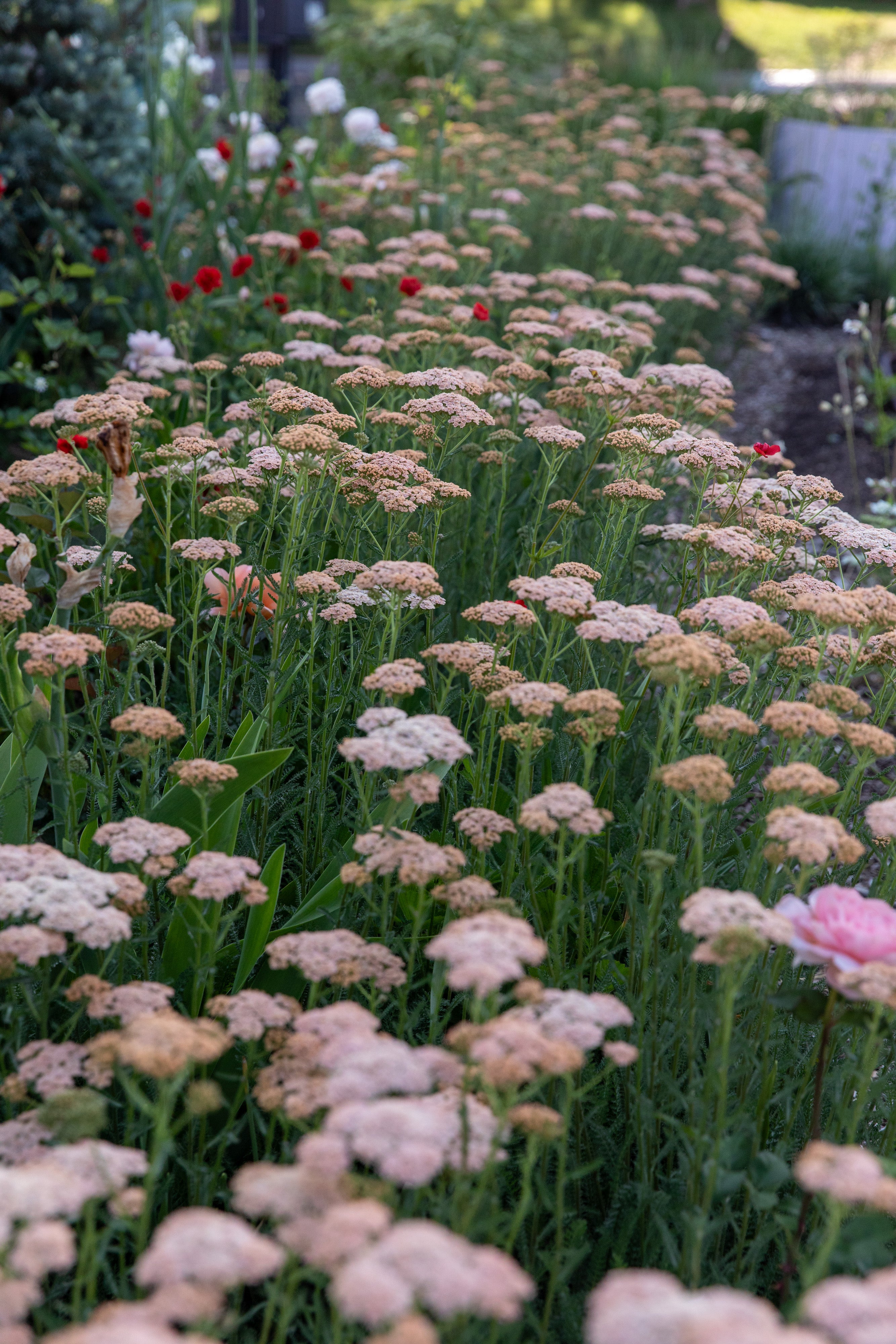 cameo yarrow