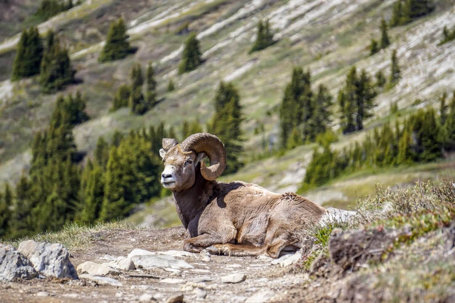 Blackfoot Mountains Wildlife: What Animals Can You See?