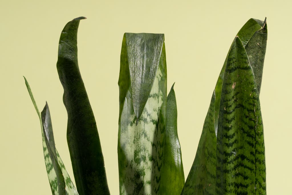 Where to buy quality Chimaja plants online (trusted sellers list)