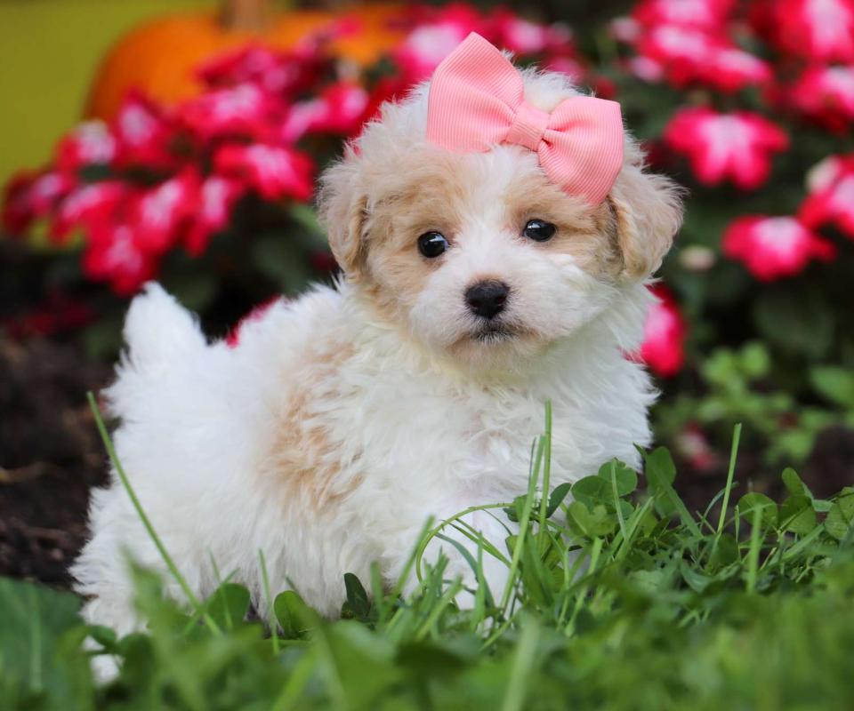 Find Maltipoo Puppies in Seattle (Check Availability & Breeder Info)