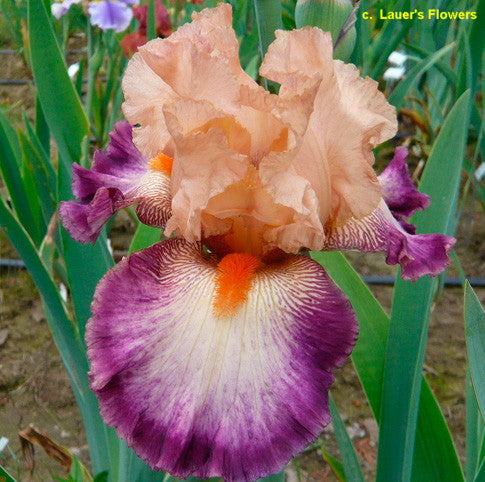 Come Away With Me Iris: A Beautiful Addition to Your Garden