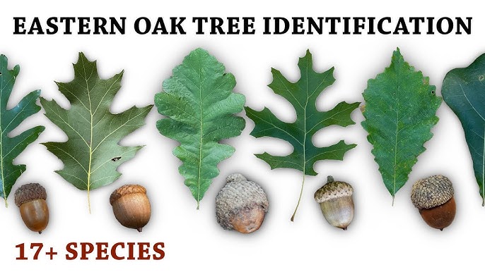 Bur Oak vs White Oak: Which Tree is Better for Your Project?