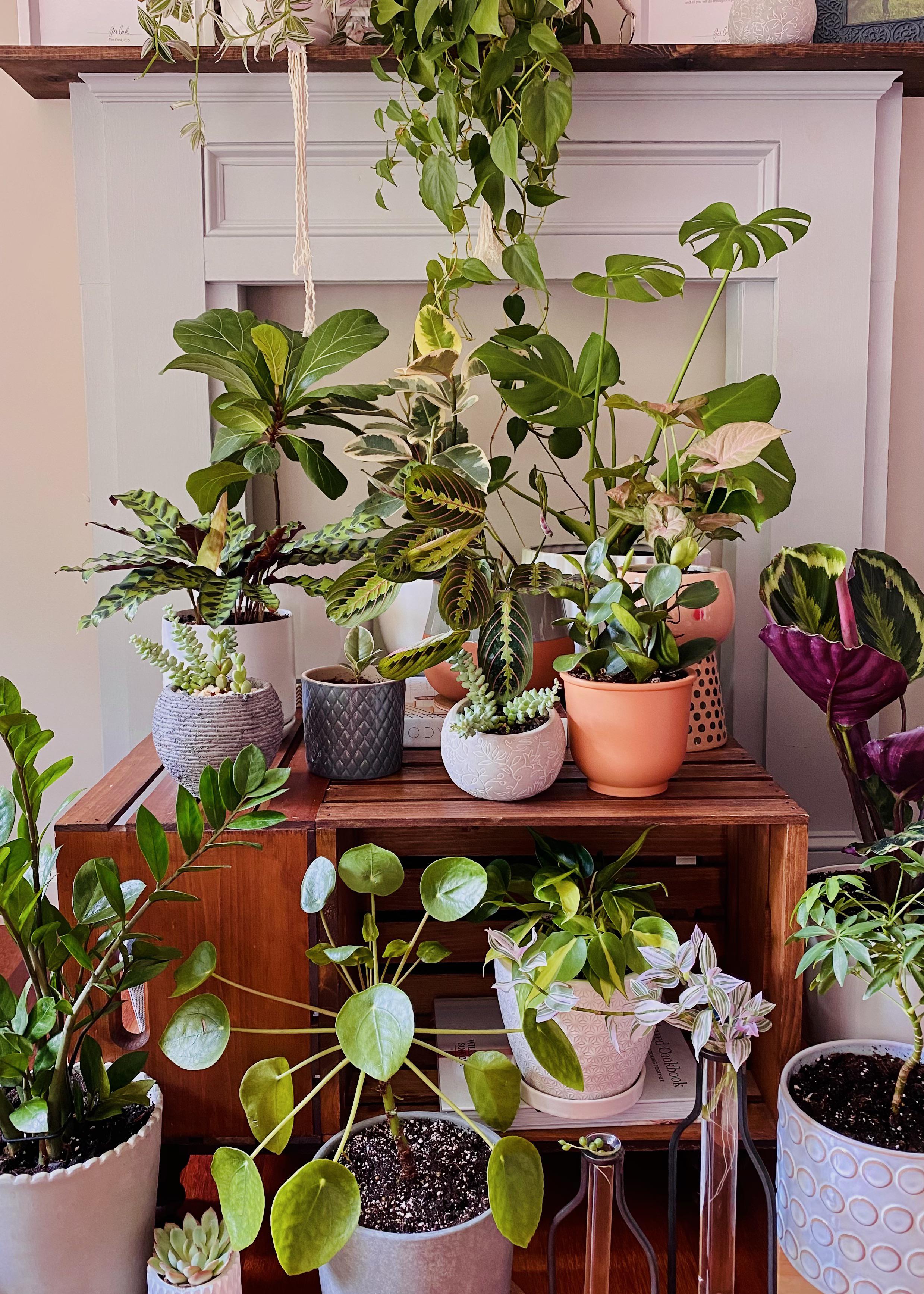 Where to buy quality Chimaja plants online (trusted sellers list)