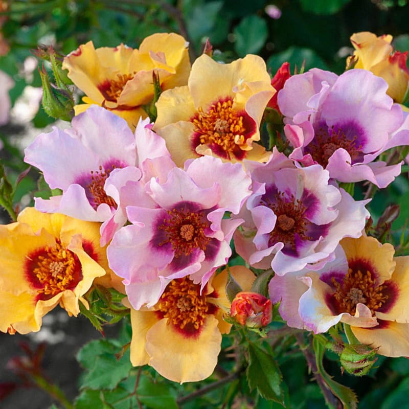 Why In Your Eyes Rose is the Ideal Choice for Stunning Outdoor Spaces