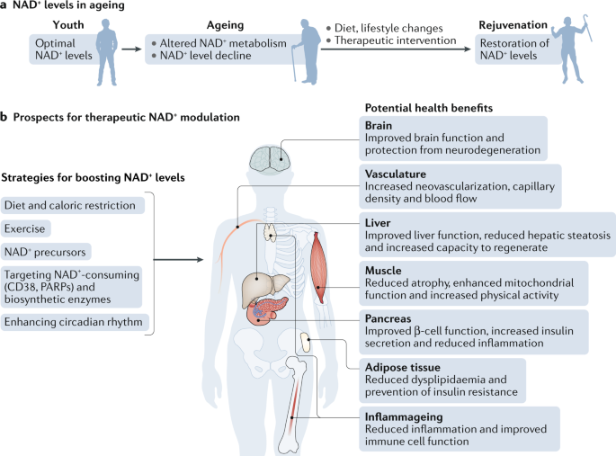 Real NAD+ and Its Role in Alzheimer's Disease and Age-Related Disorders