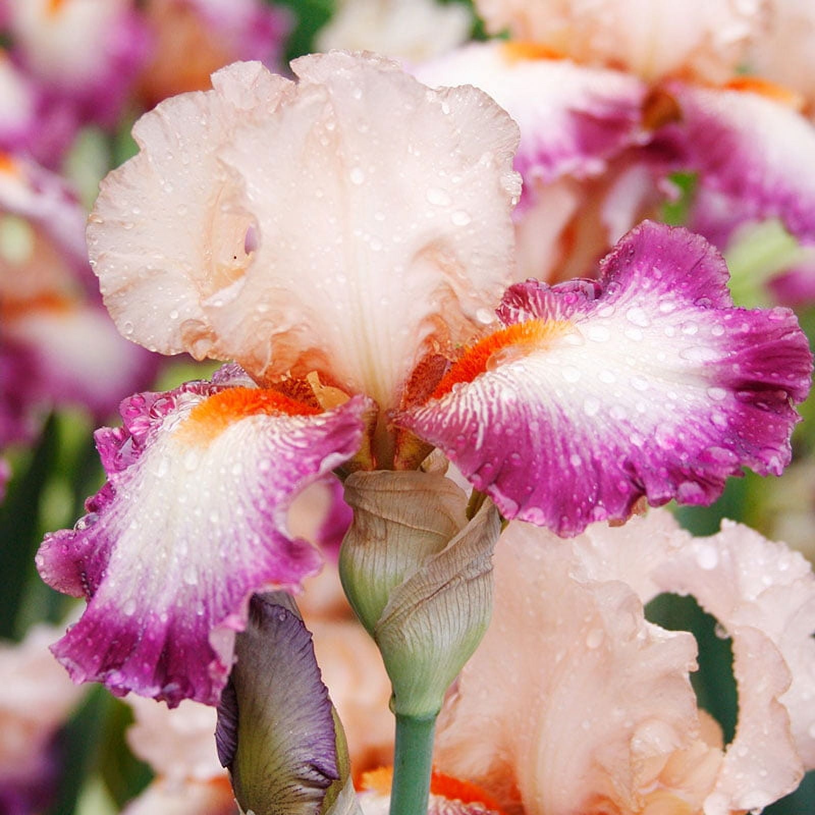 Come Away With Me Iris: A Beautiful Addition to Your Garden