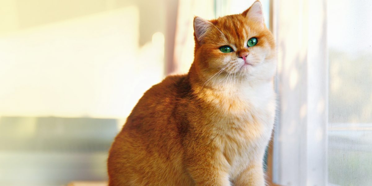 Buy a Garfield-Inspired Cat: Explore Breeds and Pricing for Sale