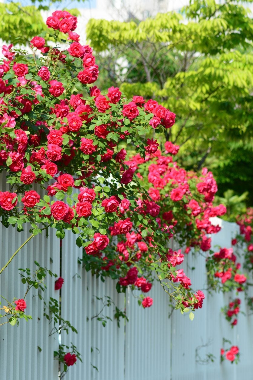 thornless climbing roses zone 9