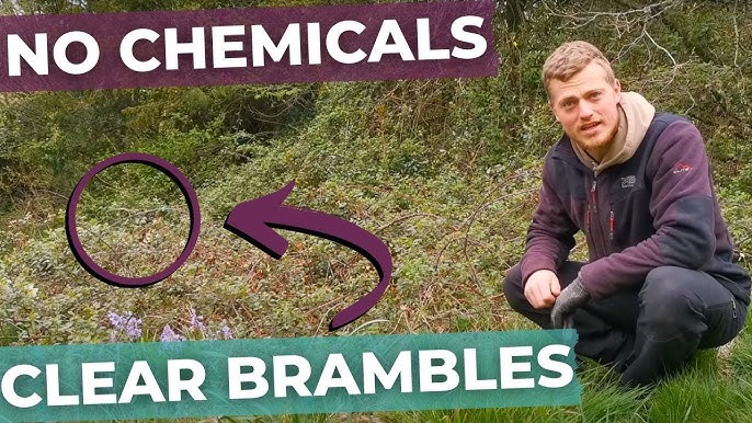 Effective Methods to Remove Briars Without Killing Grass