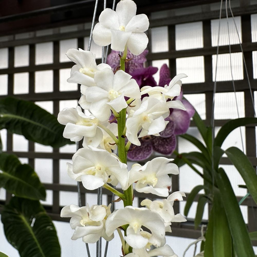 Fresh Orchids & Lilies: Kialanis Plants at the Farmers Market are a Must-See!
